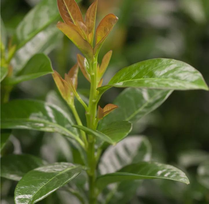 Kirschlorbeer 'Kleopatra'®