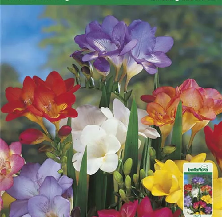 Freesien Mischung Freesien Mischung