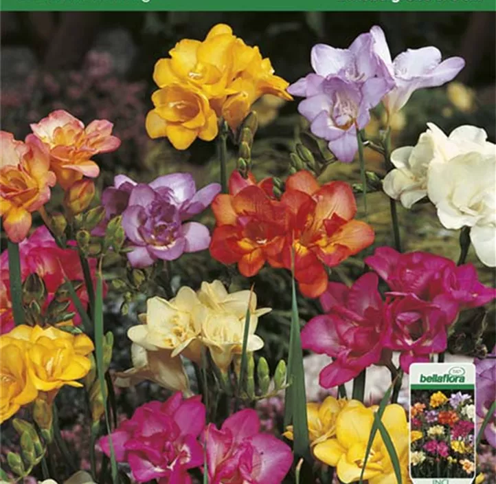 Freesien Mischung Freesien Mischung