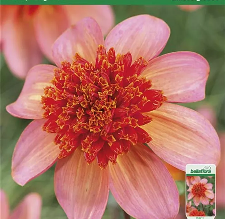 Dahlie anemonenblütig Totally Tangerine