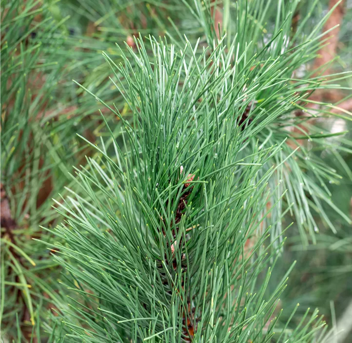 Schwarzkiefer 'Oregon Green' Schwarzkiefer 'Oregon Green'