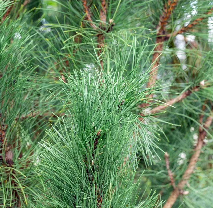 Schwarzkiefer 'Oregon Green' Schwarzkiefer 'Oregon Green'