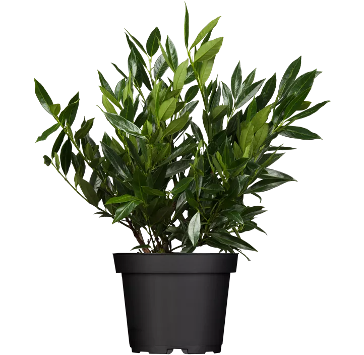 Kirschlorbeer 'Otto Luyken'