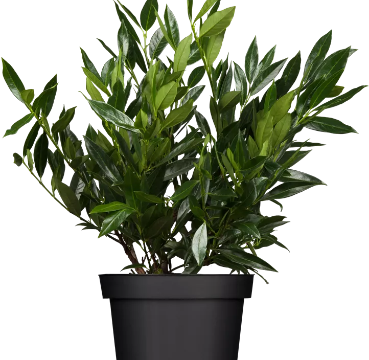 Kirschlorbeer 'Otto Luyken'