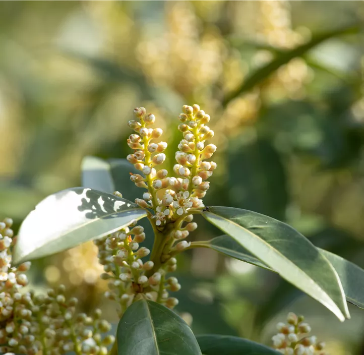 Kirschlorbeer 'Otto Luyken'