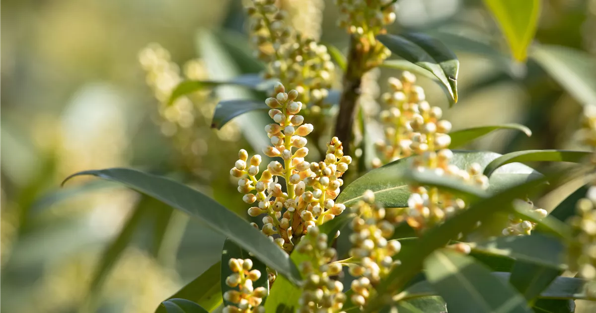 Prunus laurocerasus Otto Luyken, Kirschlorbeer 'Otto Luyken' - Bellaflora