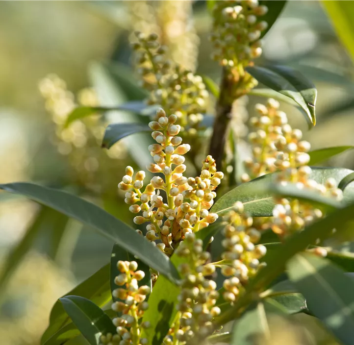 Kirschlorbeer 'Otto Luyken'