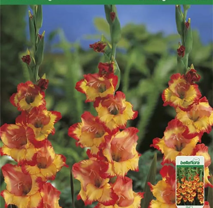 Gladiole Princess Margaret Rose Gladiole Princess Margaret Rose