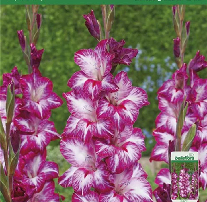 Gladiole großblumig Repolio Rojo