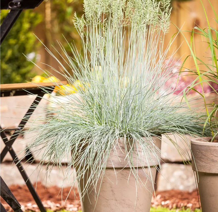 Blau-Schwingel 'Intense Blue' Blau-Schwingel 'Intense Blue'