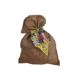 Gladiolus Mischung Jute