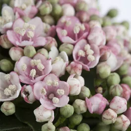 Viburnum tinus