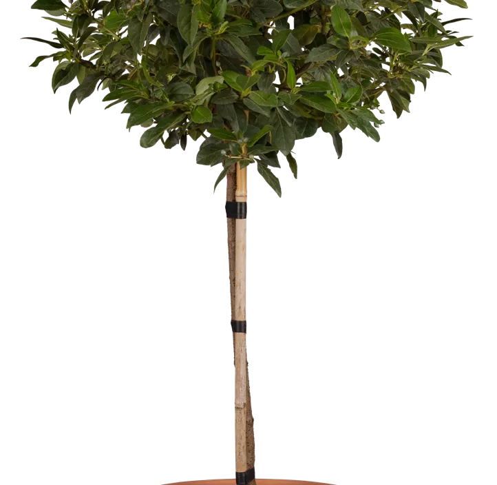 Lorbeer-Schneeball 'Eve Price'