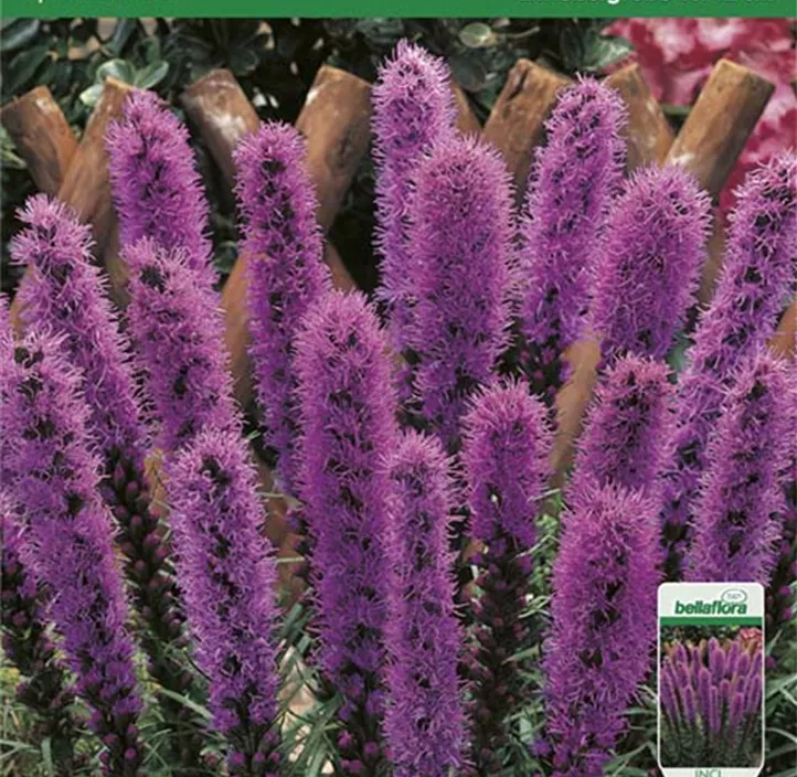 Prachtscharte Prachtscharte