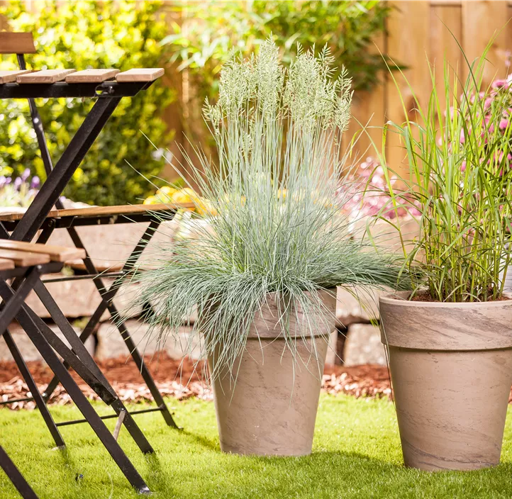 Blau-Schwingel 'Intense Blue' Blau-Schwingel 'Intense Blue'