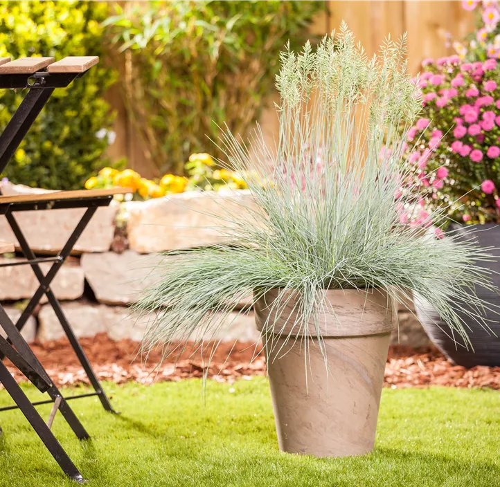 Blau-Schwingel 'Intense Blue' Blau-Schwingel 'Intense Blue'