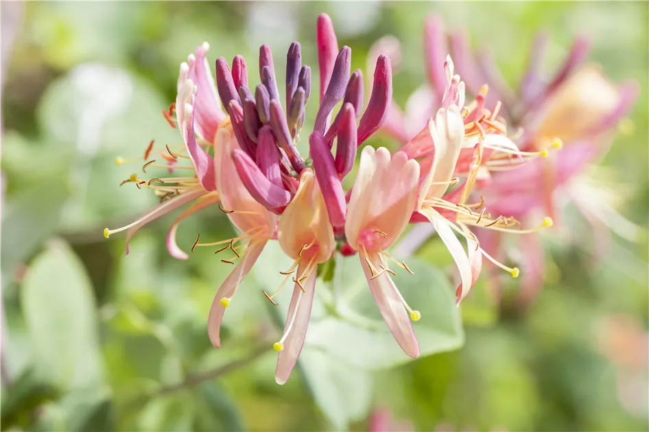 Lonicera caprifolium, Jelngerjelieber - Bellaflora