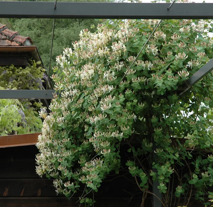 Jelängerjelieber Jelängerjelieber