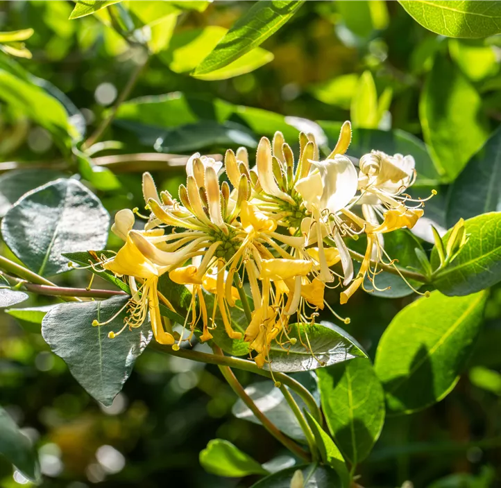 Jelängerjelieber Jelängerjelieber