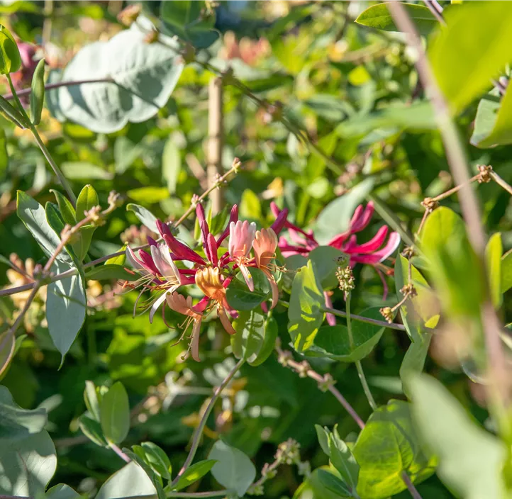 Jelängerjelieber Jelängerjelieber