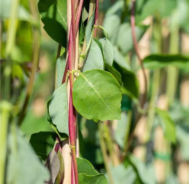 Jelängerjelieber Jelängerjelieber