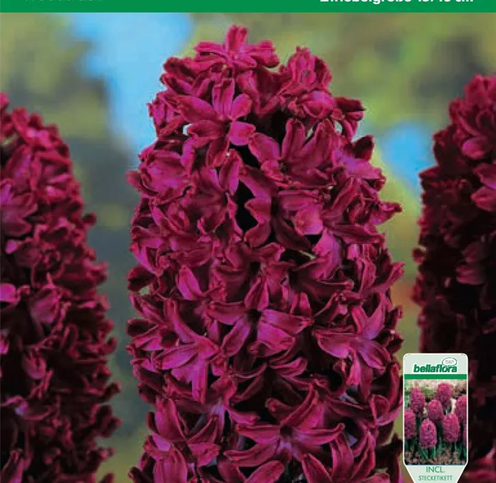 Hyacinthus Woodstock Hyacinthus Woodstock