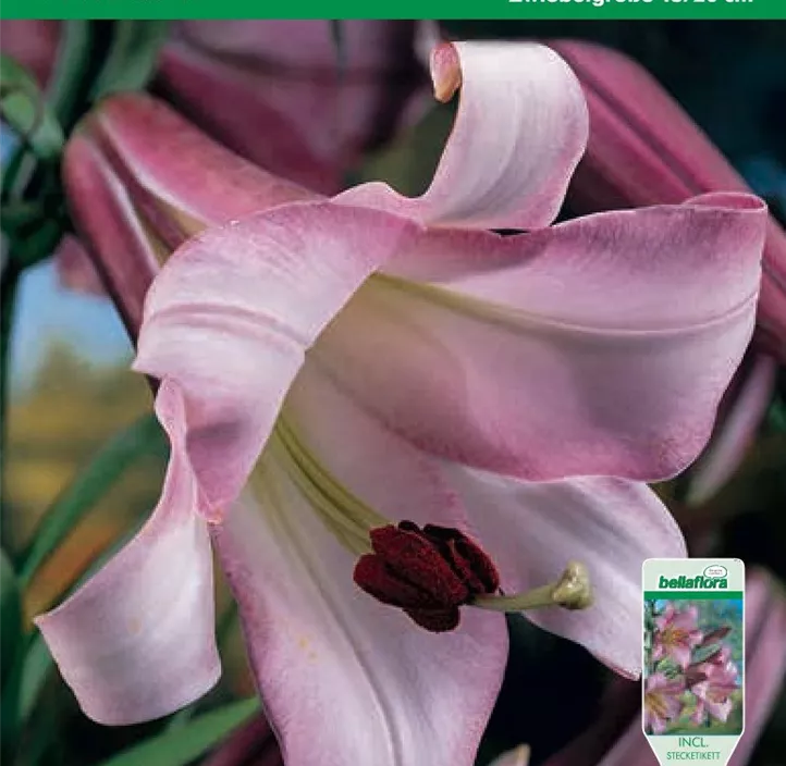 Lilium Trompeten Pink Perfection