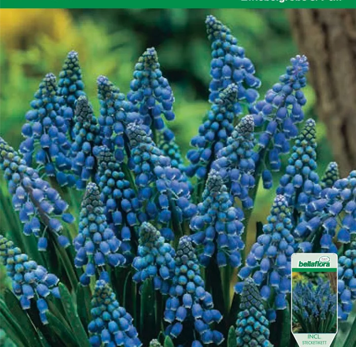 Muscari armeniacum Muscari armeniacum