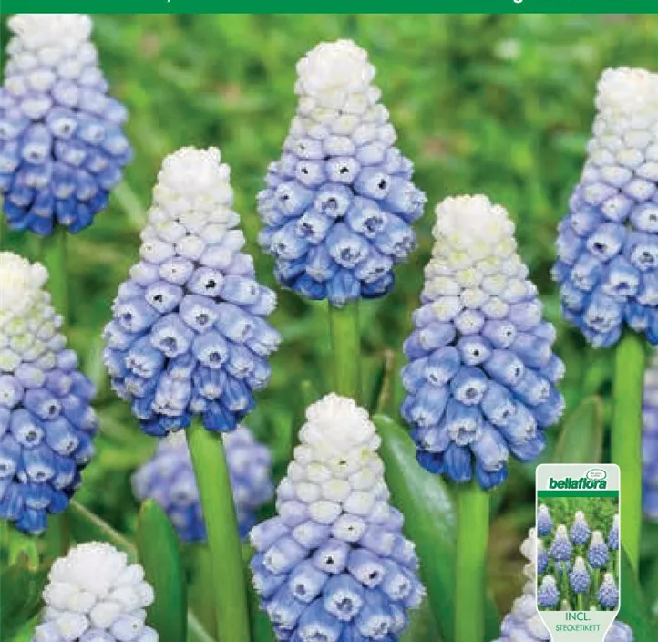 Muscari 'Mountain Lady'