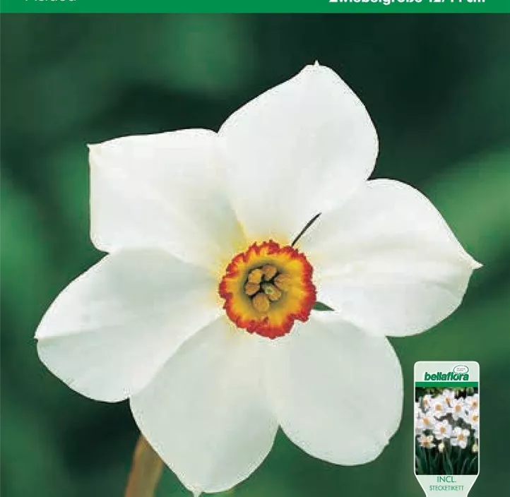 Narcissus Actaea poeticus Narcissus Actaea poeticus