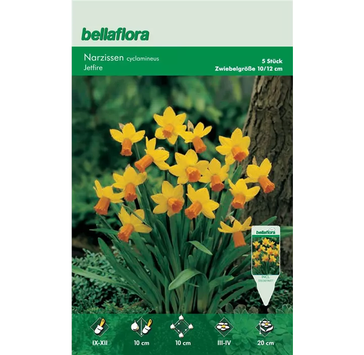Narcissus cyclamineus Jetfire