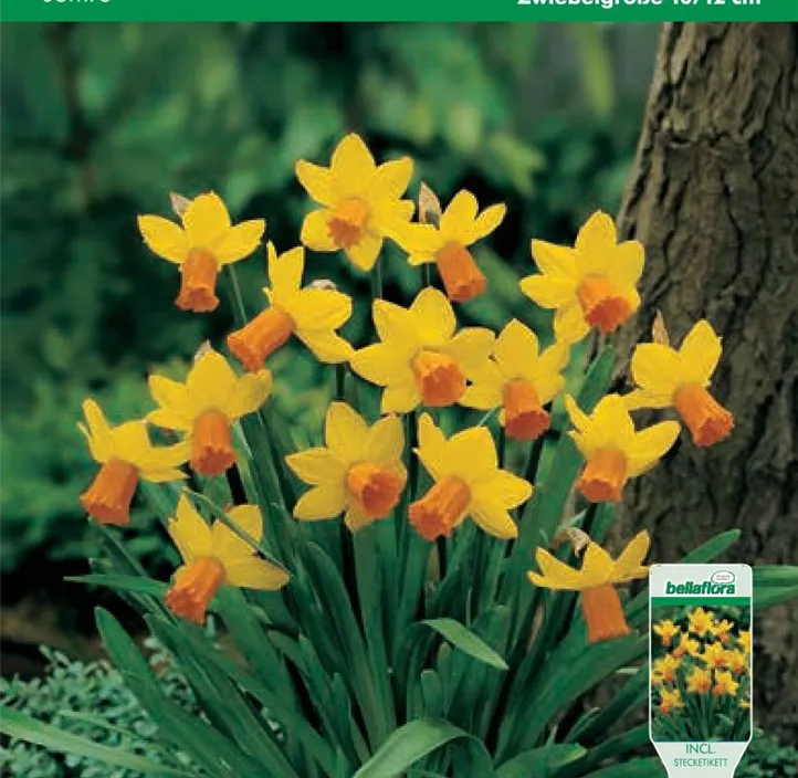 Narcissus cyclamineus Jetfire