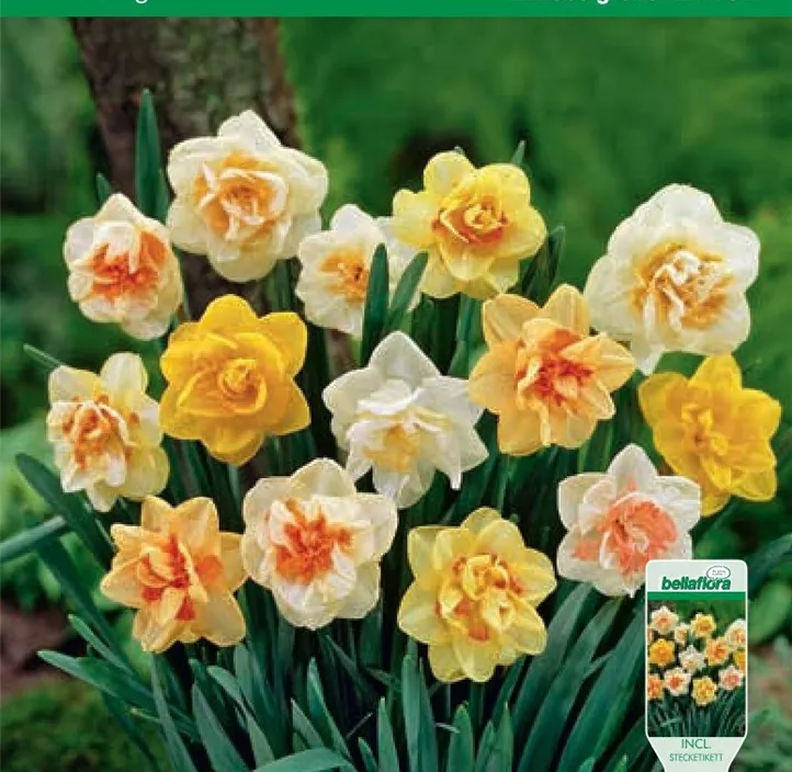 Narcissus Gefüllt, Mischung