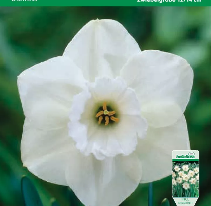 Narcissus Großkronige Stainless