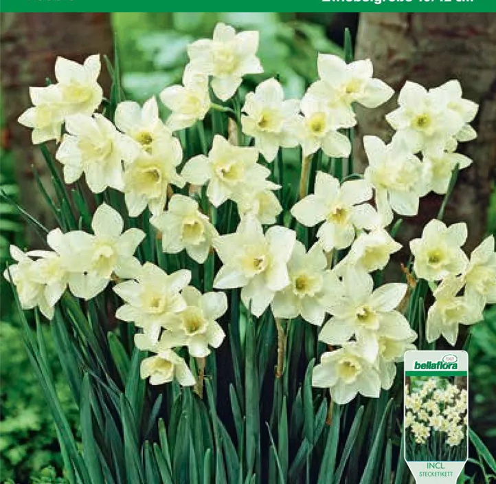 Narcissus jonquilla Pueblo Narcissus jonquilla Pueblo