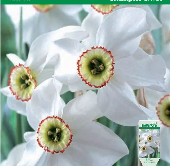 Narcissus poeticus Recurvus