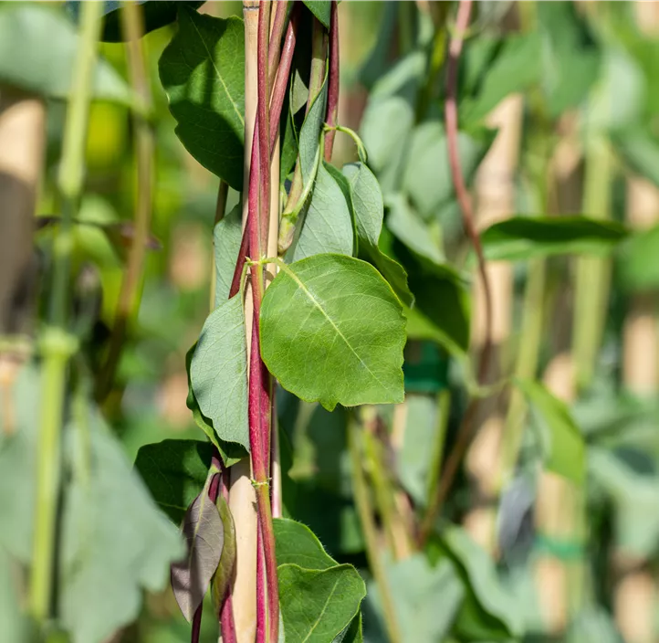 Jelängerjelieber Jelängerjelieber