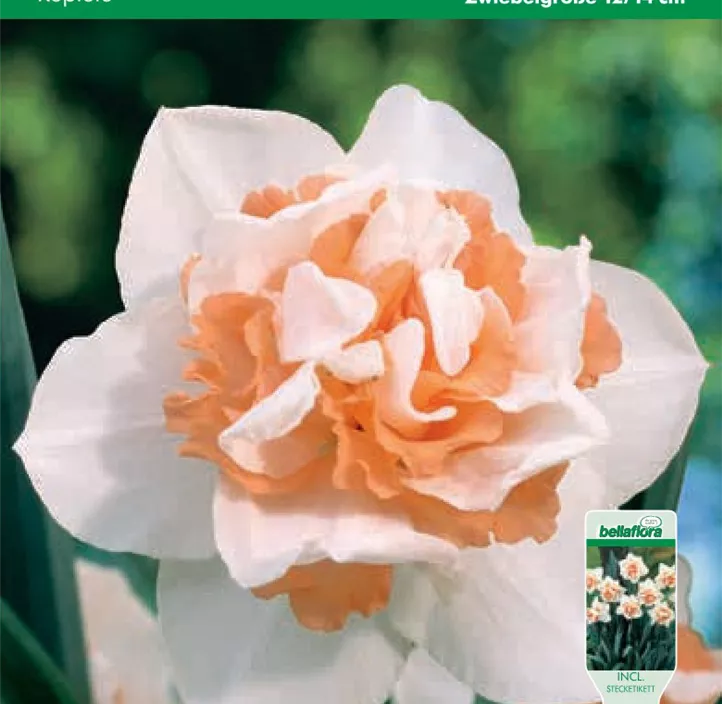 Narcissus Replete gefüllt