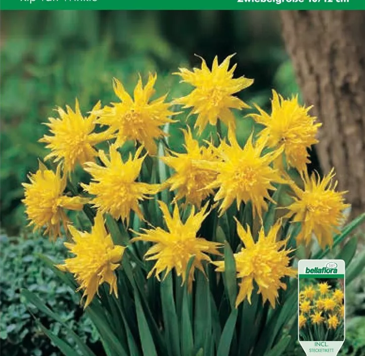 Narcissus Rip van Winkle Narcissus Rip van Winkle