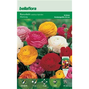 Ranunkeln päonienblütig Mix