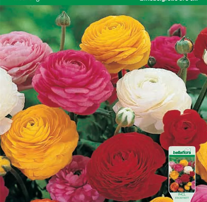 Ranunkeln päonienblütig Mix Ranunkeln päonienblütig Mix