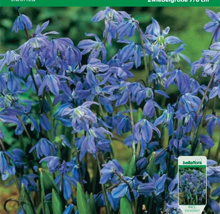 Scilla siberica