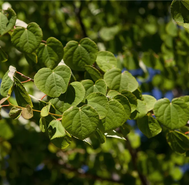 Judasblattbaum Judasblattbaum