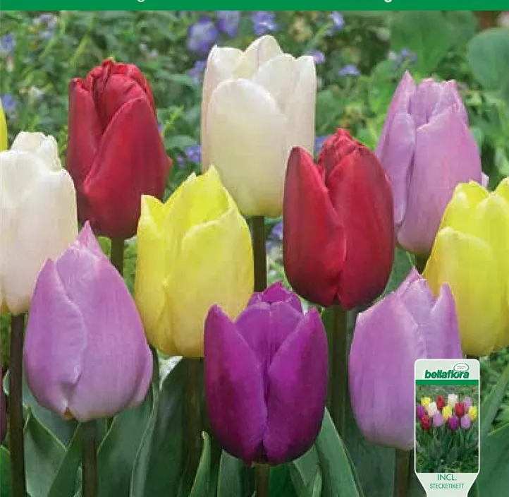 Tulipa einfach früh Prince