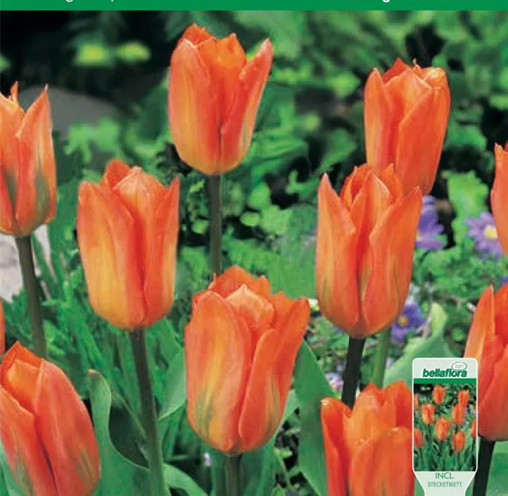 Tulipa Fosteriana Orange Emperor Tulipa Fosteriana Orange Emperor