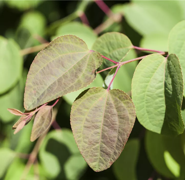 Judasblattbaum Judasblattbaum