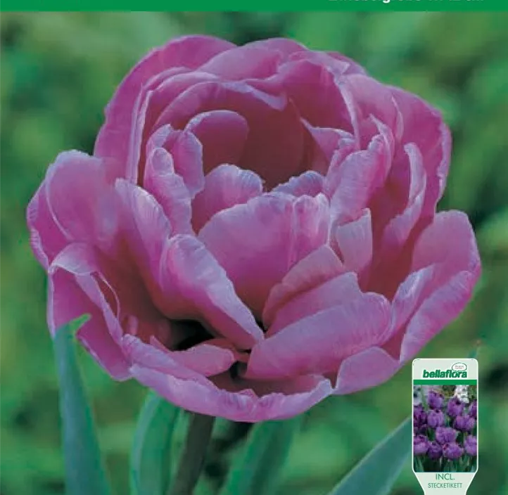 Tulipa gefüllt Blue Diamond Tulipa gefüllt Blue Diamond