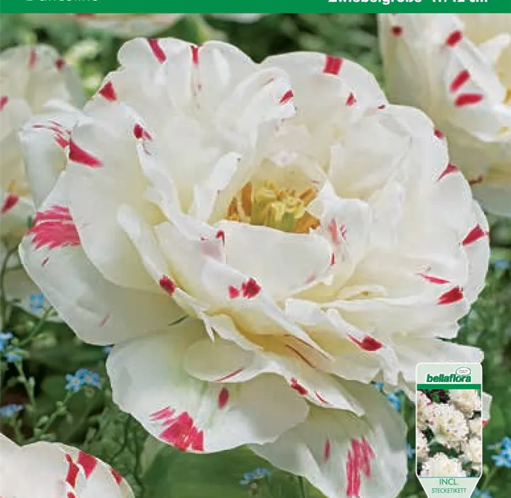 Tulipa gefüllt spät Danceline