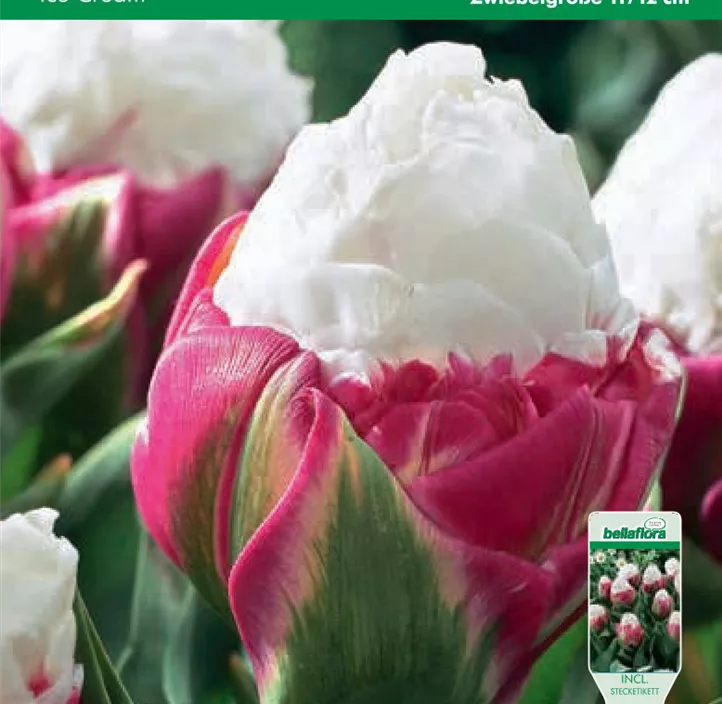 Tulipa gefüllt spät Ice Cream