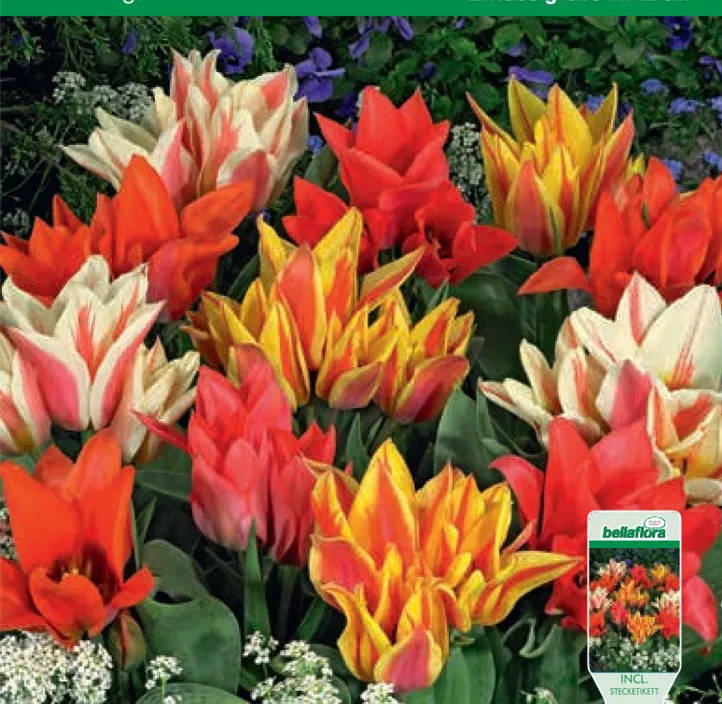 Tulipa mehrblütig Mischung
